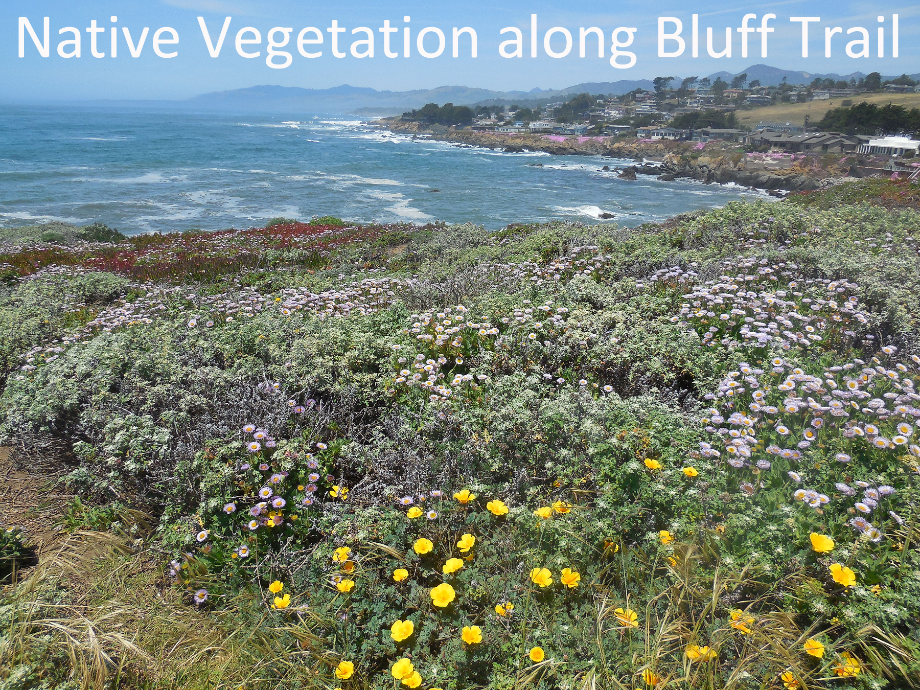 native plants along the Bluff Trail with the ocean in the background